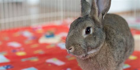 triangle rabbits|triangle rabbit rescue.